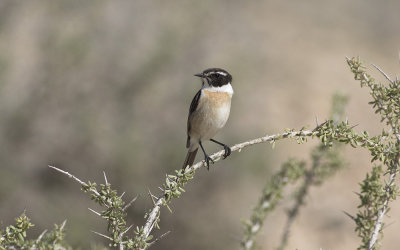 Canary Islands stonechat (Saxicola dacotiae)