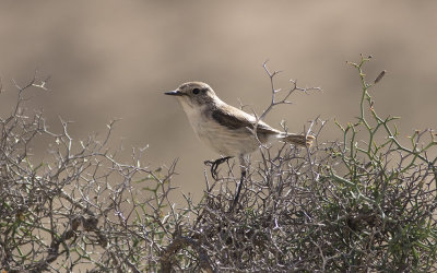 Canary Islands stonechat (Saxicola dacotiae)