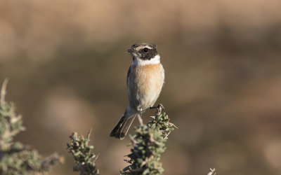 Canary Islands stonechat (Saxicola dacotiae)