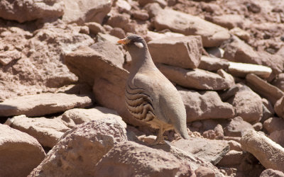 Sand partridge (Ammoperdix heyi)