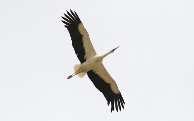 White stork (Ciconia ciconia)