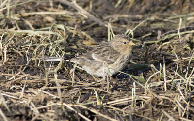 Twite (Linaria flavirostris)