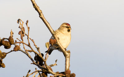 Common redpoll