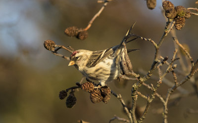 Common redpoll (Acanthis flammea)
