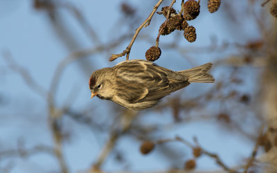 Common redpoll (Acanthis flammea)