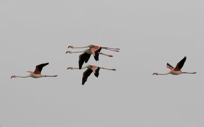 Greater flamingo