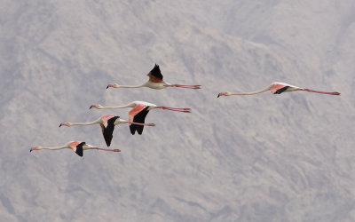 Greater flamingo (Phoenicopterus roseus)