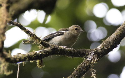 Madeiran chaffinch (Fringilla coelebs maderensis)