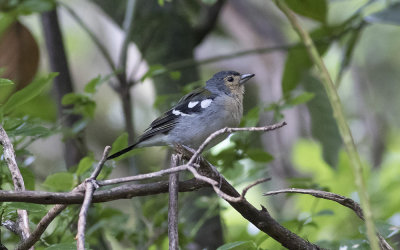 Madeiran chaffinch (Fringilla coelebs maderensis)