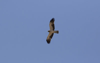 Booted eagle (Aquila pennata)