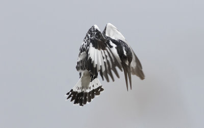 Pied kingfisher (Ceryle rudis)