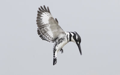 Pied kingfisher (Ceryle rudis)