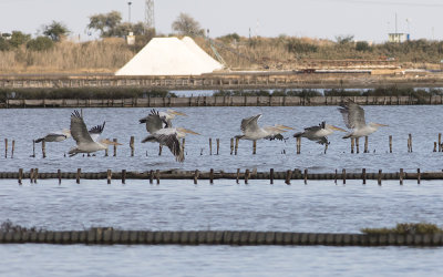 Dalmatian pelican (Pelecanus crispus)