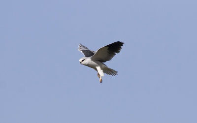 Black-winged kite (Elanus caeruleus)