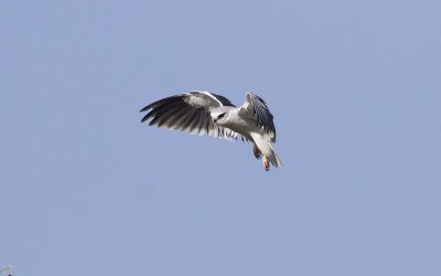 Black-winged kite (Elanus caeruleus)