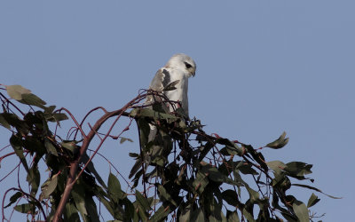Black-winged kite (Elanus caeruleus)