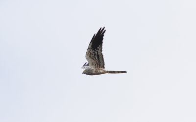 Montagu's harrier (Circus pygargus)