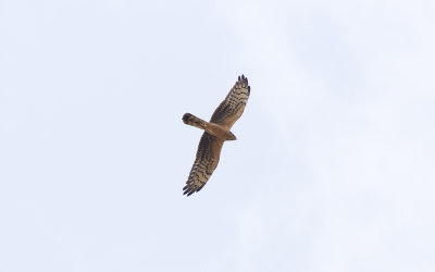 Montagu's harrier (Circus pygargus)