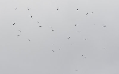 Lesser spotted eagle (Clanga pomarina)