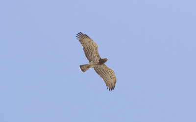 Short-toed snake eagle (Circaetus gallicus)