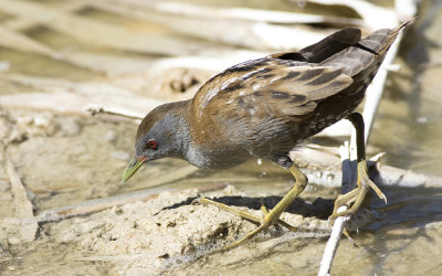 Little crake (Zapornia parva)