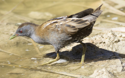 Little crake