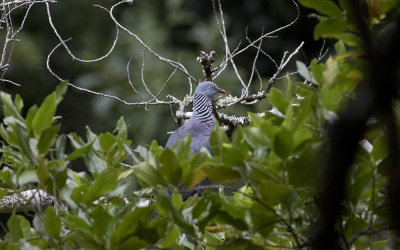 Trocaz pigeon