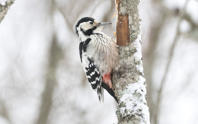 White-backed woodpecker (Dendrocopos leucotos)