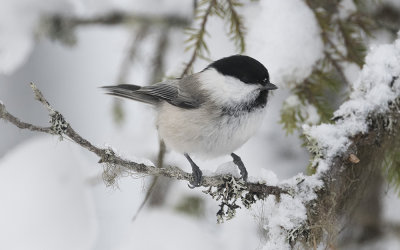 Willow tit (Poecile montanus)