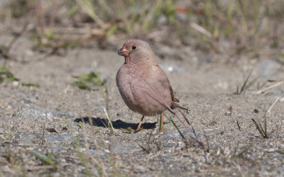 Trumpeter finch (Bucanetes githagineus)
