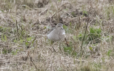  Buff-breasted sandpiper (Calidris subruficollis)