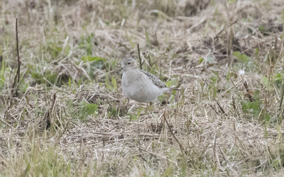  Buff-breasted sandpiper (Calidris subruficollis)