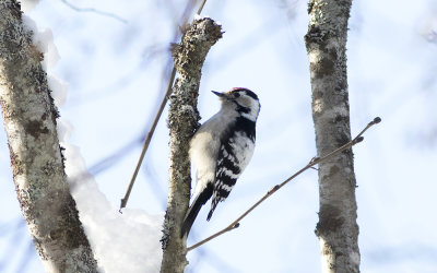 Lesser spotted woodpecker (Dryobates minor)