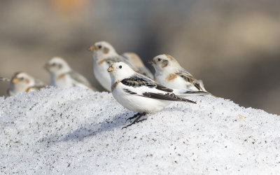 Snow bunting (Plectrophenax nivalis)