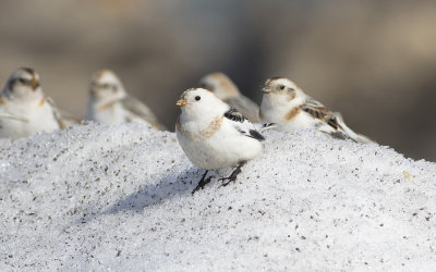 Snow bunting (Plectrophenax nivalis)