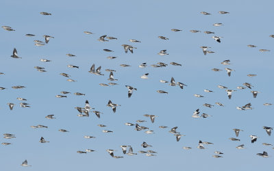 Snow bunting (Plectrophenax nivalis)