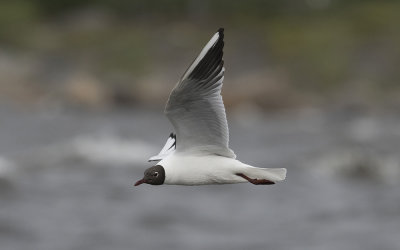 Black-headed gull (Chroicocephalus ridibundus)