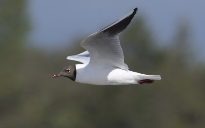 Black-headed gull (Chroicocephalus ridibundus)