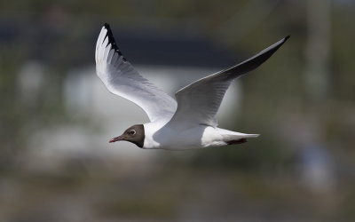 Black-headed gull (Chroicocephalus ridibundus)
