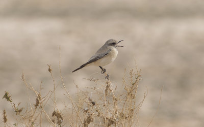 Desert wheatear (Oenanthe deserti)