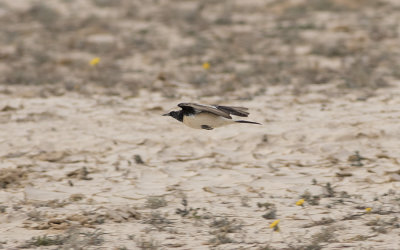 Desert wheatear (Oenanthe deserti)