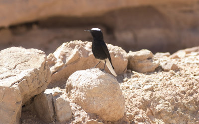 White-crowned black wheatear (Oenanthe leucopyga)
