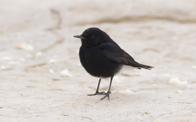 White-crowned black wheatear (Oenanthe leucopyga)