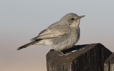 Blackstart (Oenanthe melanura)