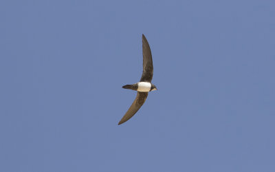 Alpine swift (Tachymarptis melba)
