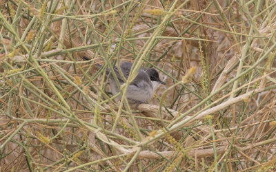 Eastern Orphean warbler (Sylvia crassirostris)