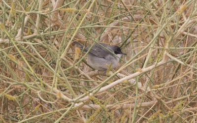 Eastern Orphean warbler (Sylvia crassirostris)