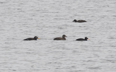 Surf scoter (Melanitta perspicillata)