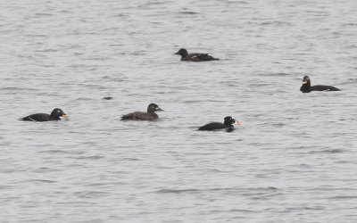 Surf scoter (Melanitta perspicillata)