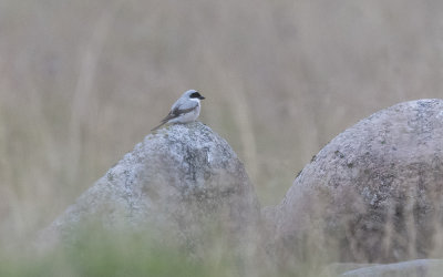 Lesser grey shrike (Lanius minor)